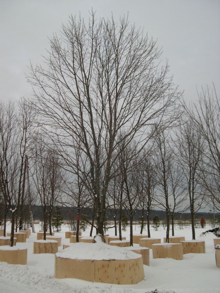 Липа мелколистная от 8 до 10 м